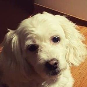 Meet your Posher, Freddy